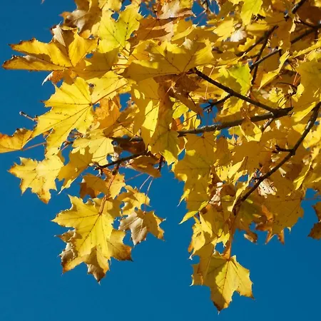 Apartment Haus Laimbauer